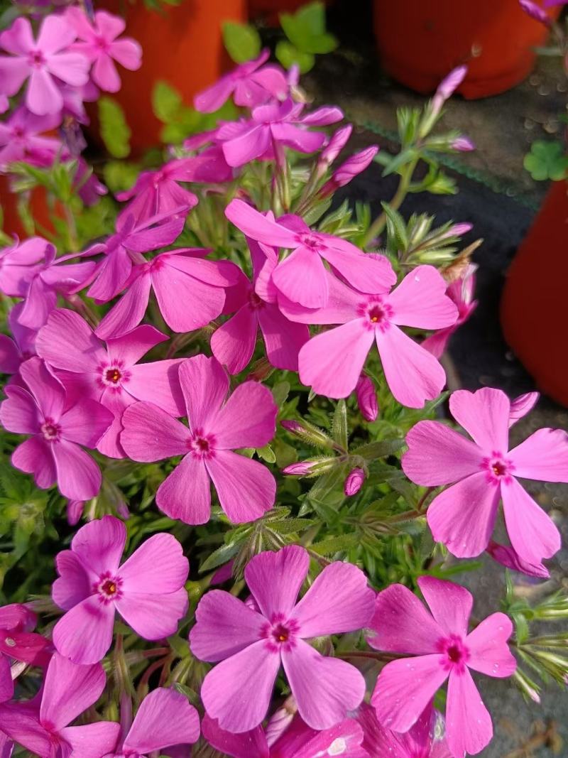 芝樱花丛生福禄考基地直供货源充足诚信经营