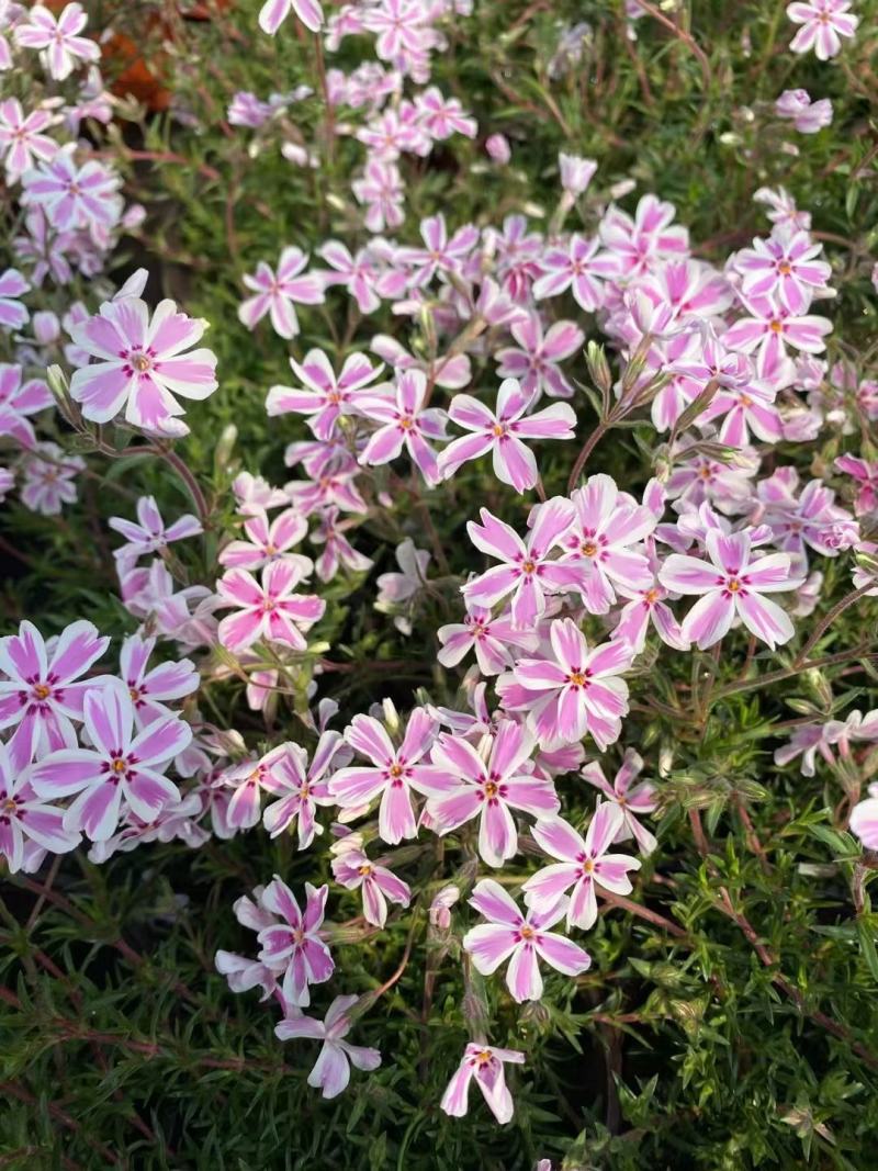 芝樱花丛生福禄考基地直供货源充足诚信经营
