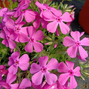 芝樱花丛生福禄考基地直供货源充足诚信经营