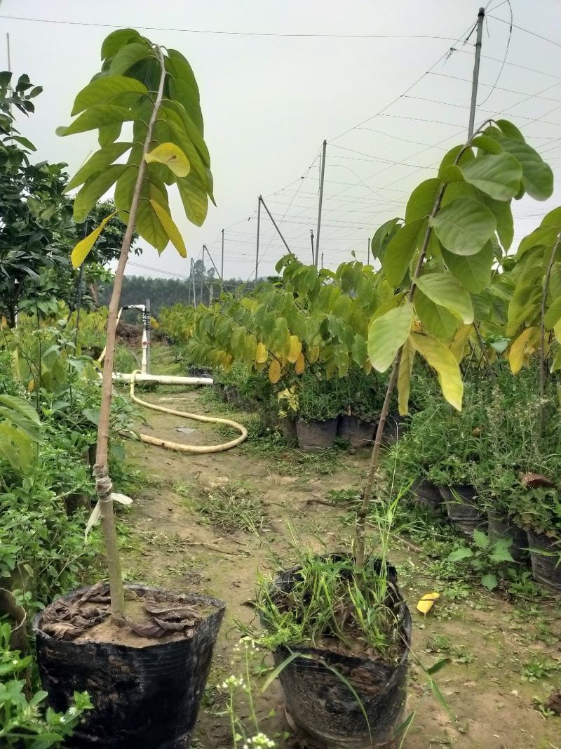 凤梨释迦苗，追求品质，长势好，果实市场长期稳定，收益高