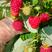 树莓苗双季树莓苗红树莓苗新品种适合南北方大面积种植