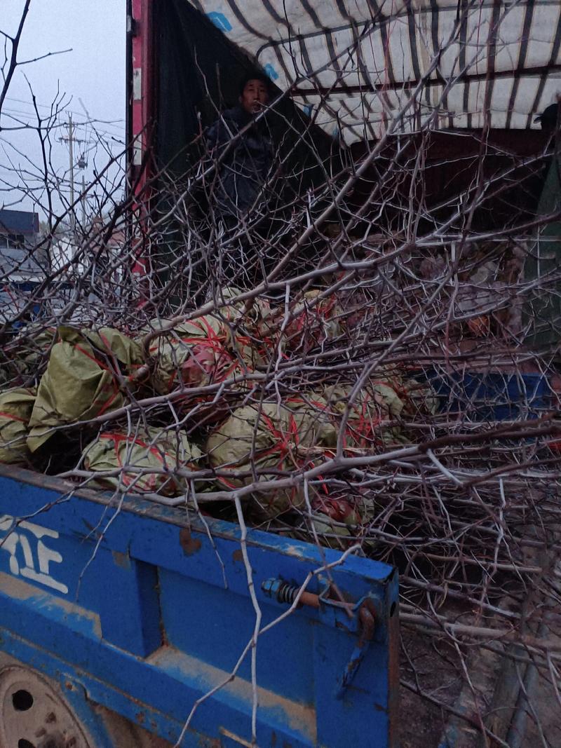 正宗沾化冬枣树苗小土球，耐运输好成活，包运到家无风险。