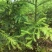 【优选商家】红豆杉苗，优质种苗用雕刻家具木材好！！