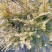 【优选商家】红豆杉苗，优质种苗用雕刻家具木材好！！