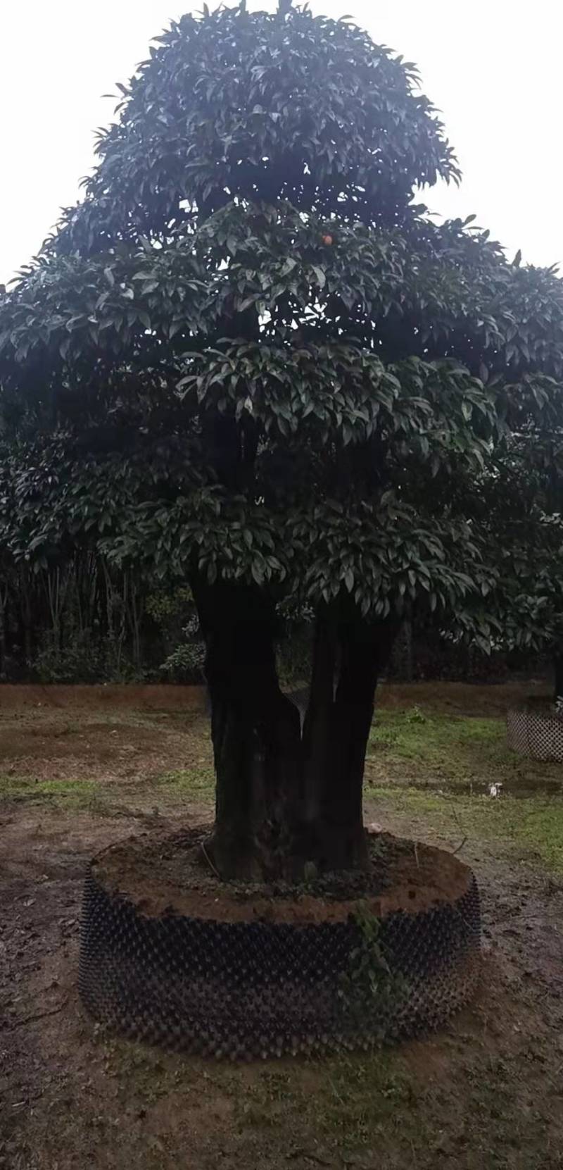 苗圃直供金弹子盆景挂果金弹子庭院精品桩景