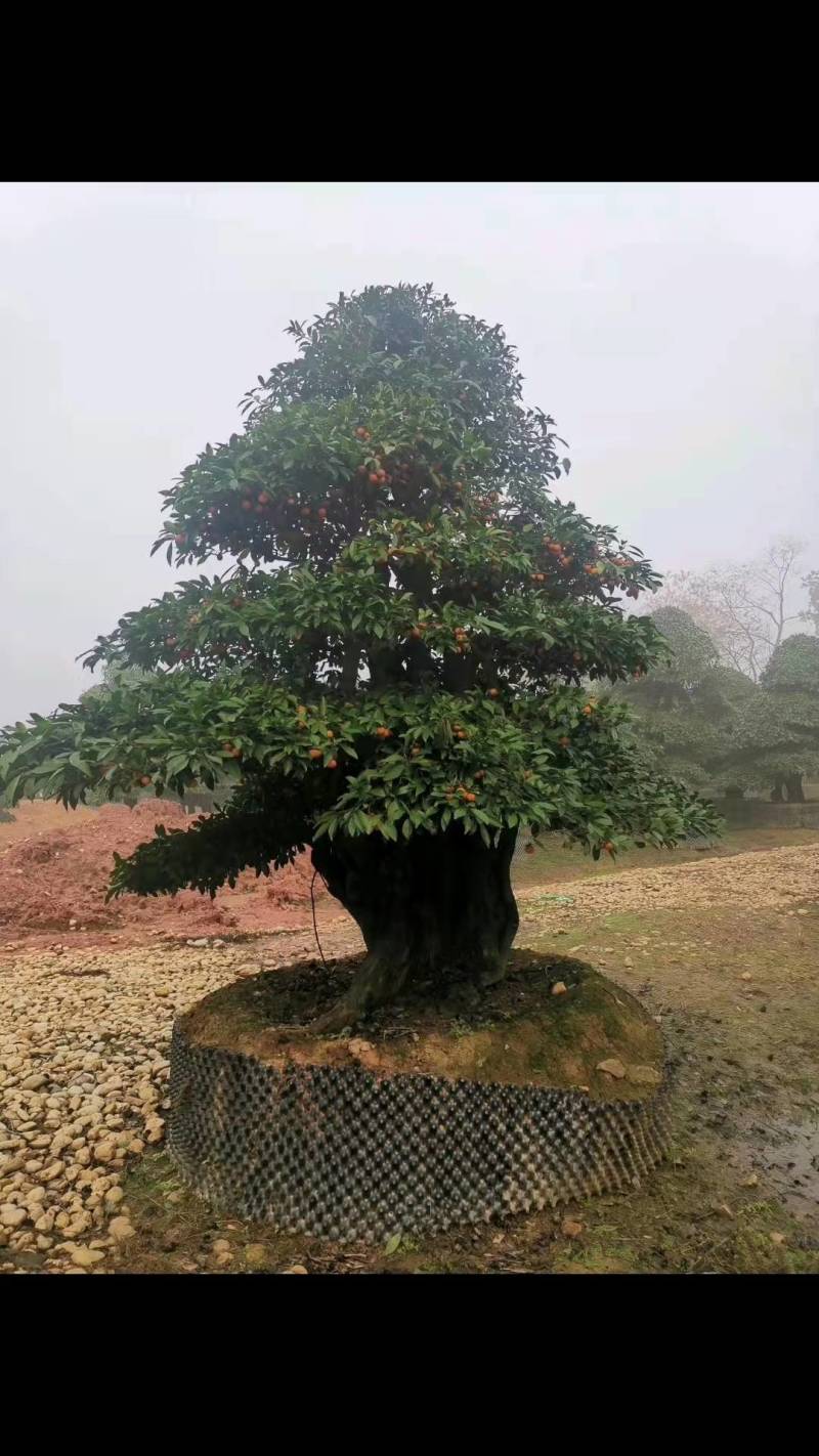 苗圃直供金弹子盆景挂果金弹子庭院精品桩景