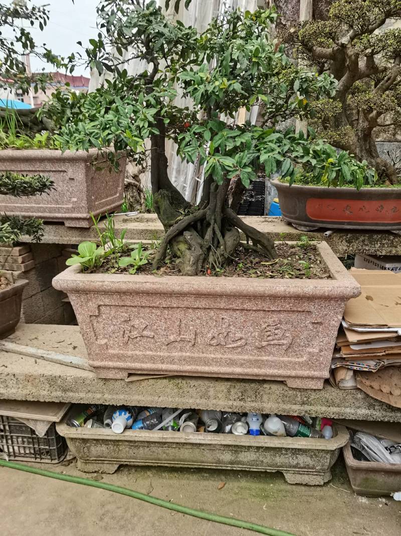 苗圃直供金弹子盆景挂果金弹子庭院精品桩景