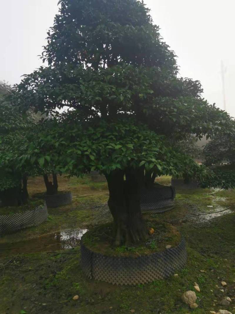 苗圃直供金弹子盆景挂果金弹子庭院精品桩景
