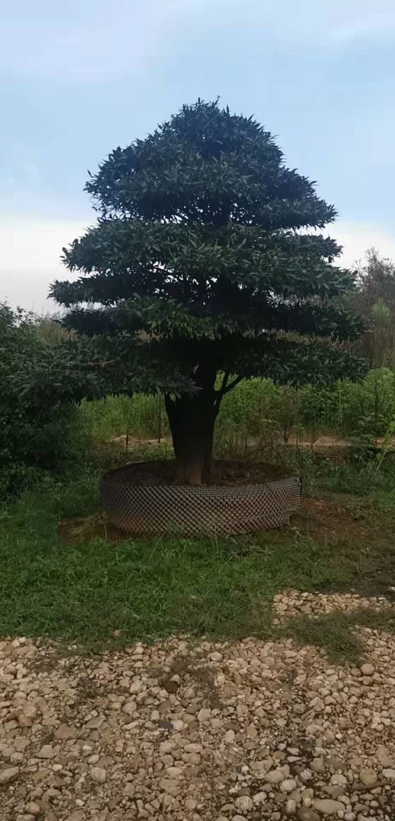 苗圃直供金弹子盆景挂果金弹子庭院精品桩景