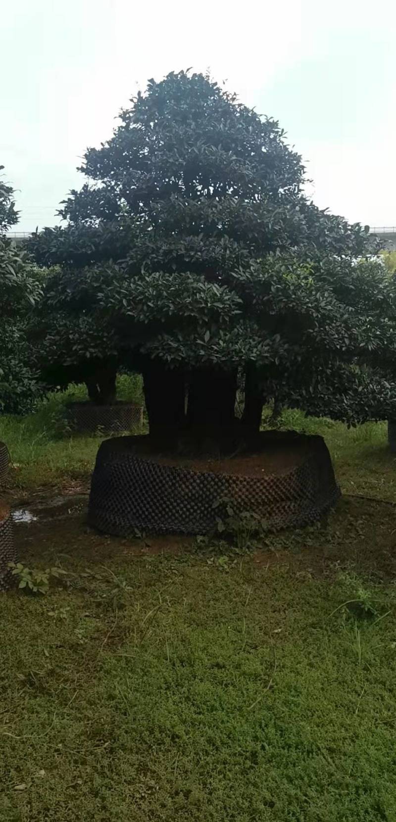 苗圃直供金弹子盆景挂果金弹子庭院精品桩景
