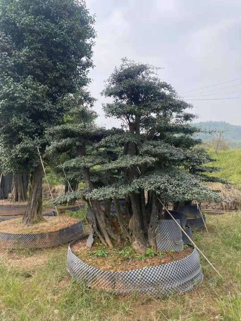 苗圃直供金弹子盆景挂果金弹子庭院精品桩景