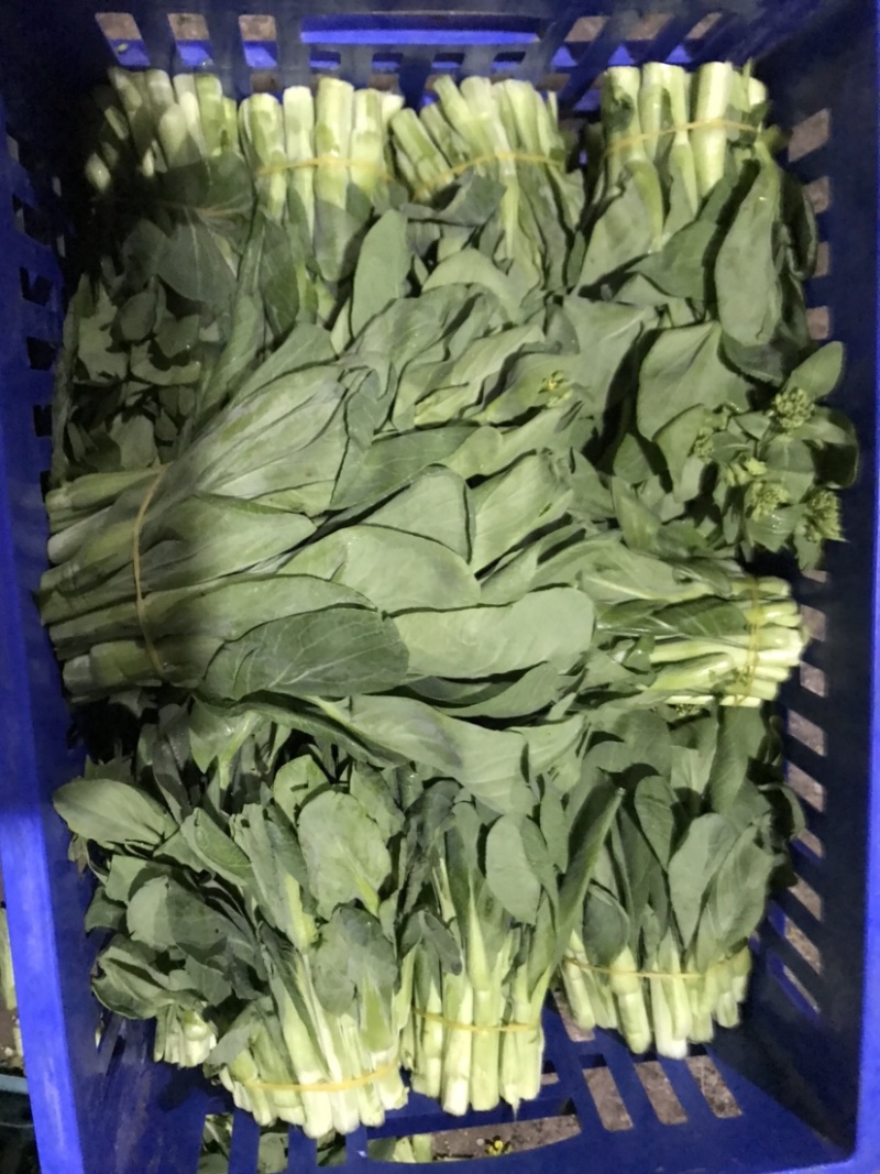 精品白菜芯，油菜苔，货源充足，产地直供，欢迎来电咨询