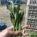 精品白菜芯，油菜苔，货源充足，产地直供，欢迎来电咨询