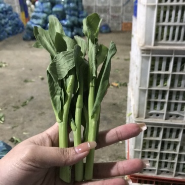 精品白菜芯，油菜苔，货源充足，产地直供，欢迎来电咨询