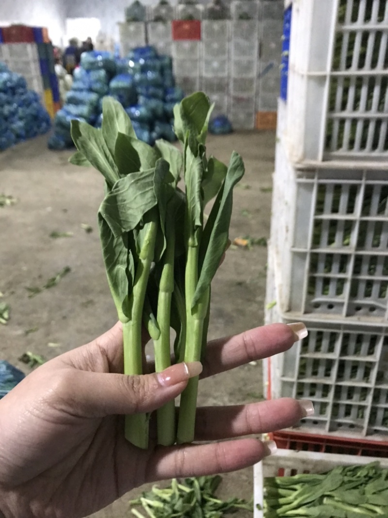 精品白菜芯，油菜苔，货源充足，产地直供，欢迎来电咨询