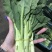精品白菜芯，油菜苔，货源充足，产地直供，欢迎来电咨询