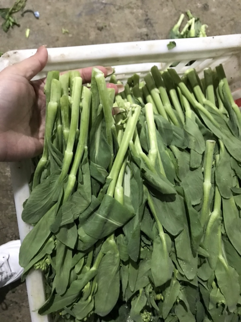 精品白菜芯，油菜苔，货源充足，产地直供，欢迎来电咨询