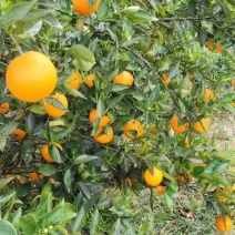 夏橙（荔浦夏橙大量上市，欢迎老板实地）