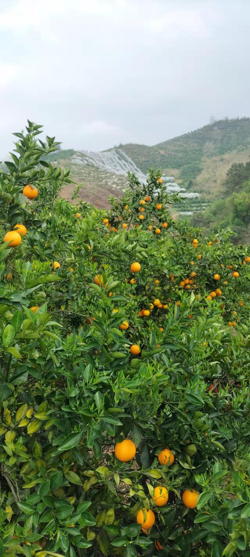 夏橙（荔浦夏橙大量上市，欢迎老板实地看货）