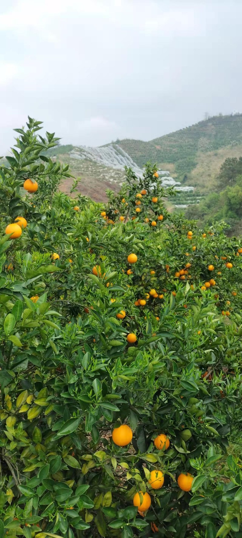 夏橙（荔浦夏橙大量上市，欢迎老板实地看货）