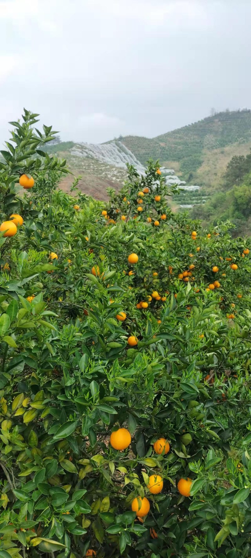 夏橙（荔浦夏橙大量上市，欢迎老板实地看货）