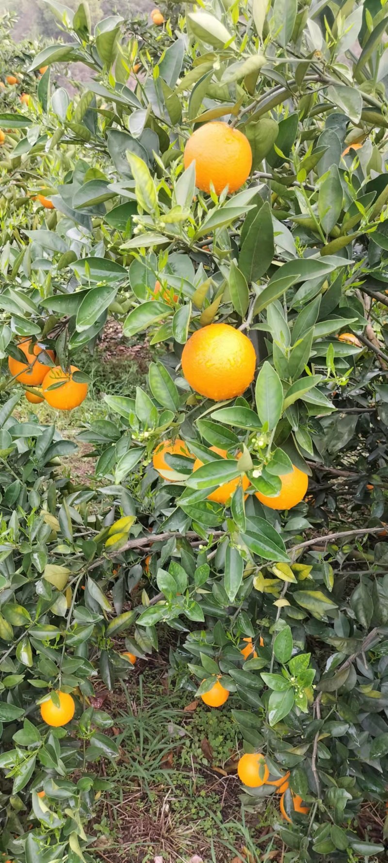 夏橙（荔浦夏橙大量上市，欢迎老板实地看货）