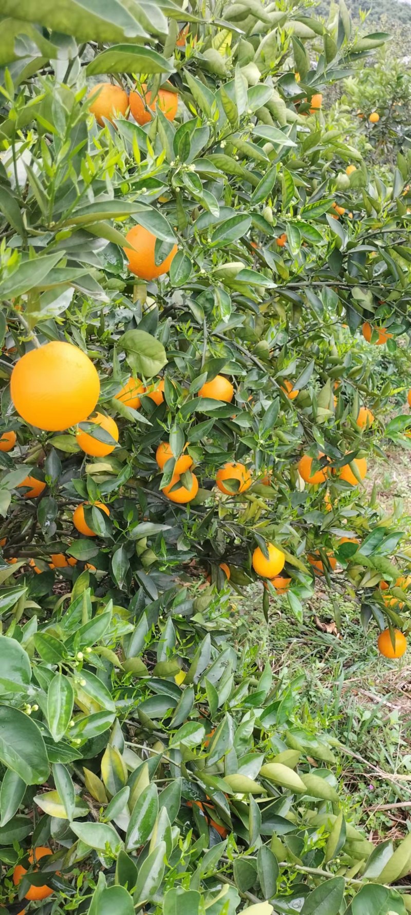 夏橙（荔浦夏橙大量上市，欢迎老板实地看货）