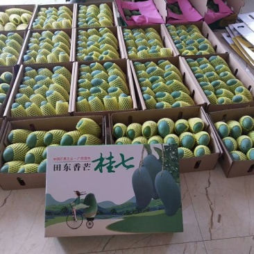 桂七芒，广西独有品种，自家果园