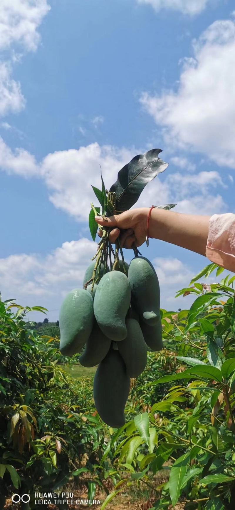 桂七芒，广西独有品种，自家果园