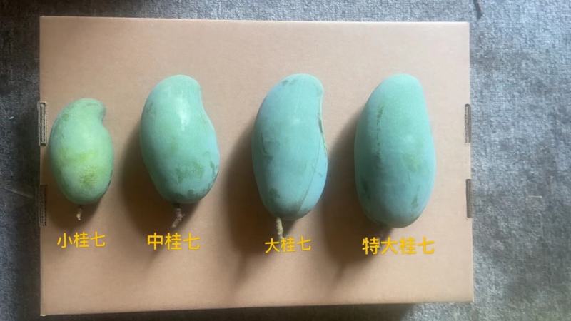 桂七芒，广西独有品种，自家果园
