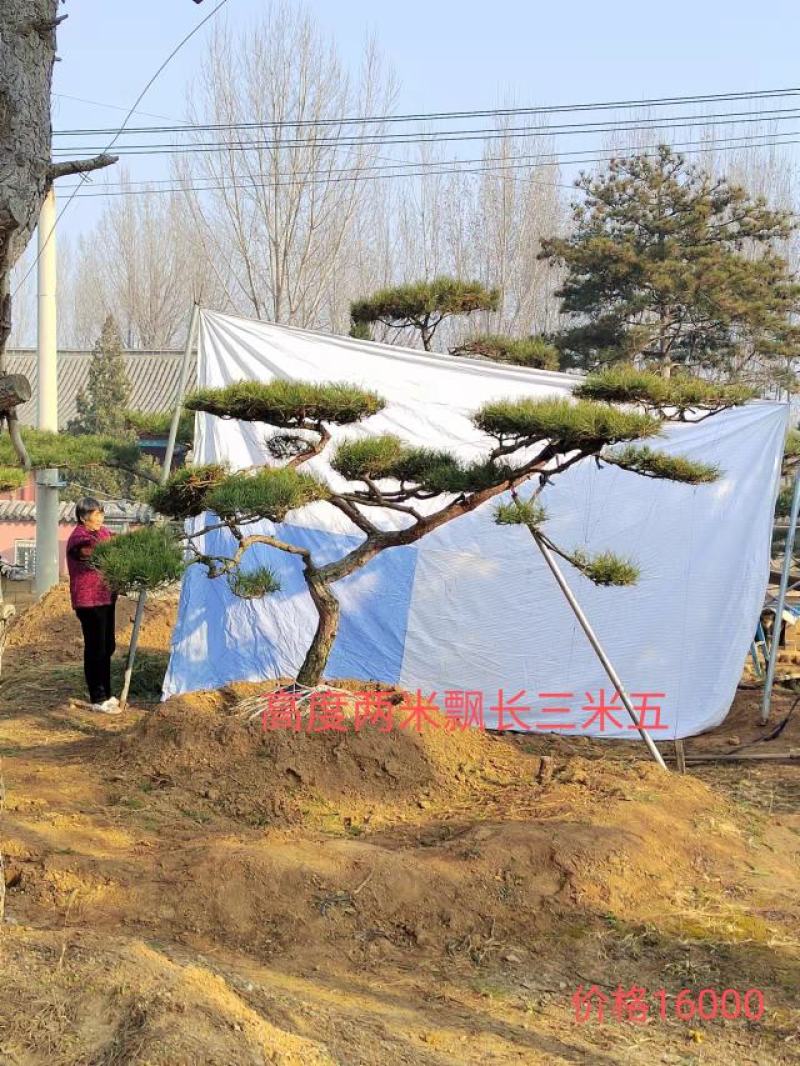 造型油松