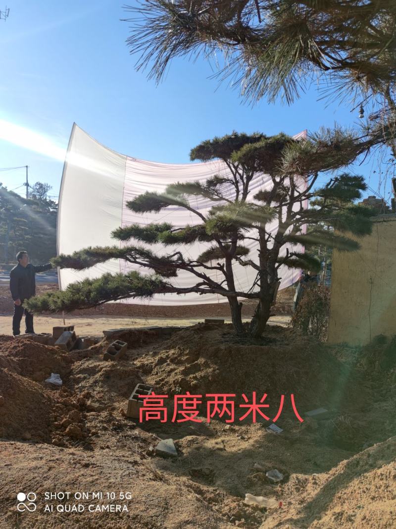 造型油松