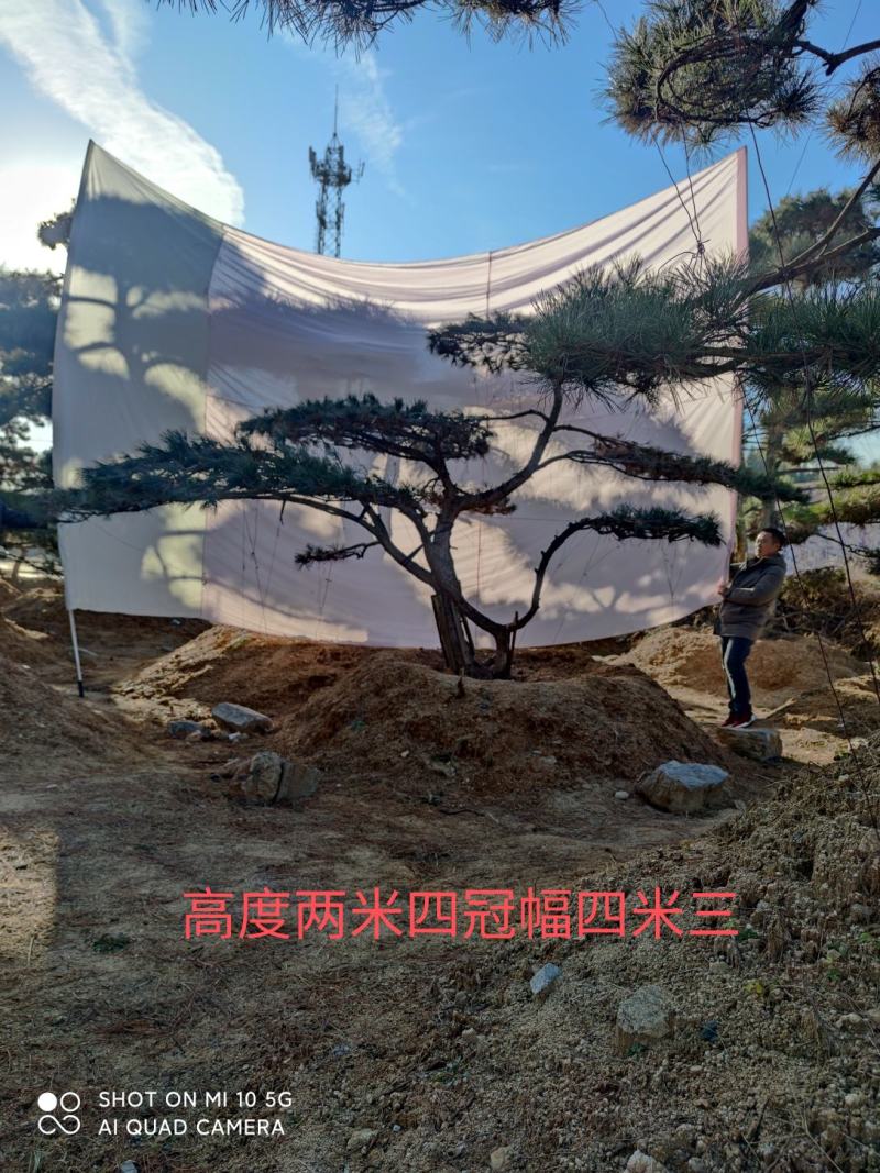 造型油松