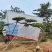 造型油松