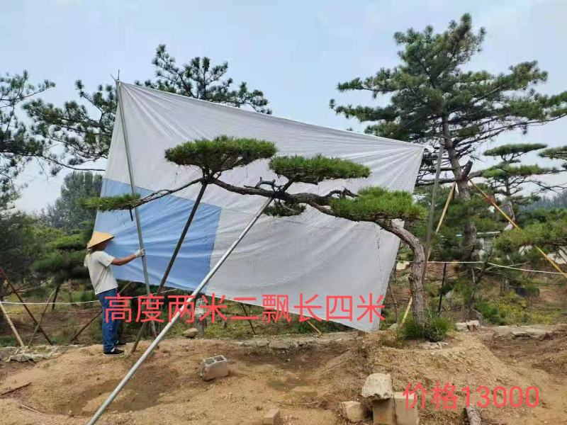 造型油松