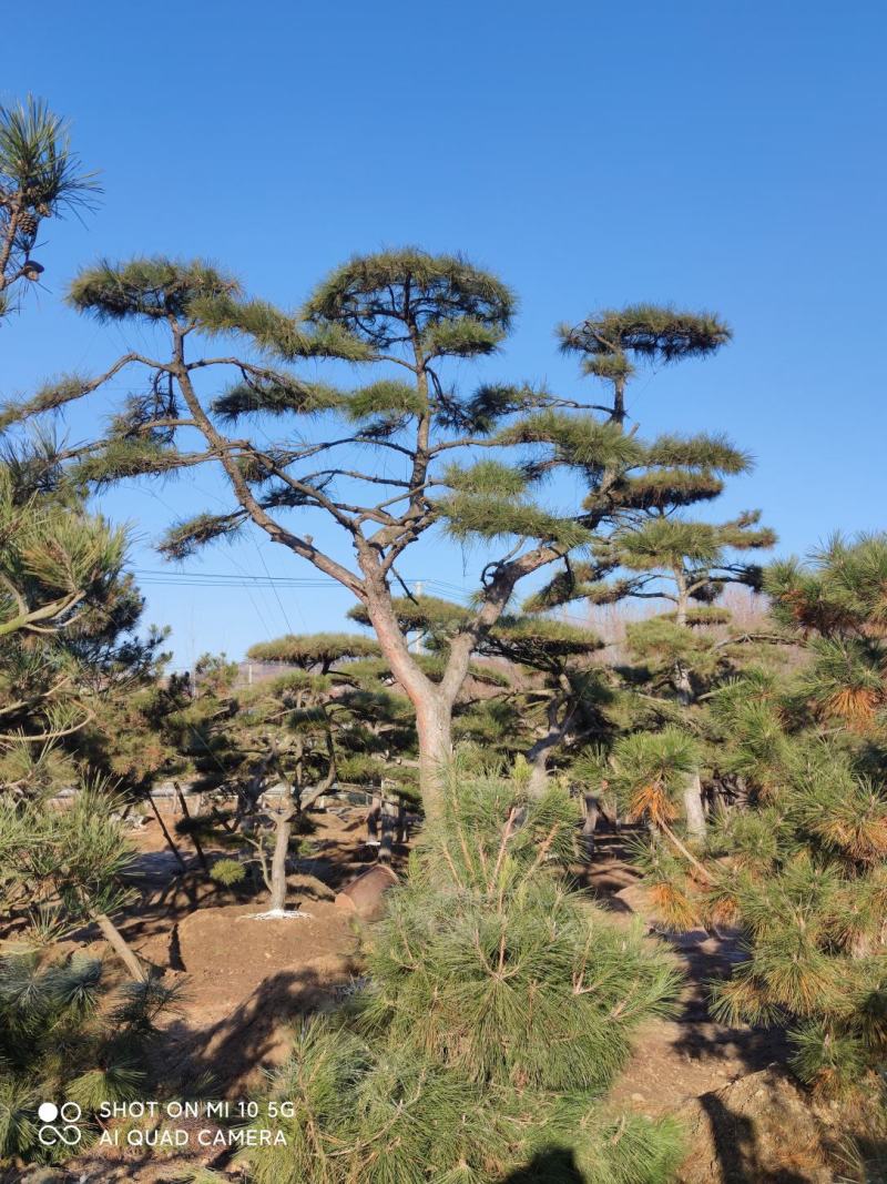 造型油松