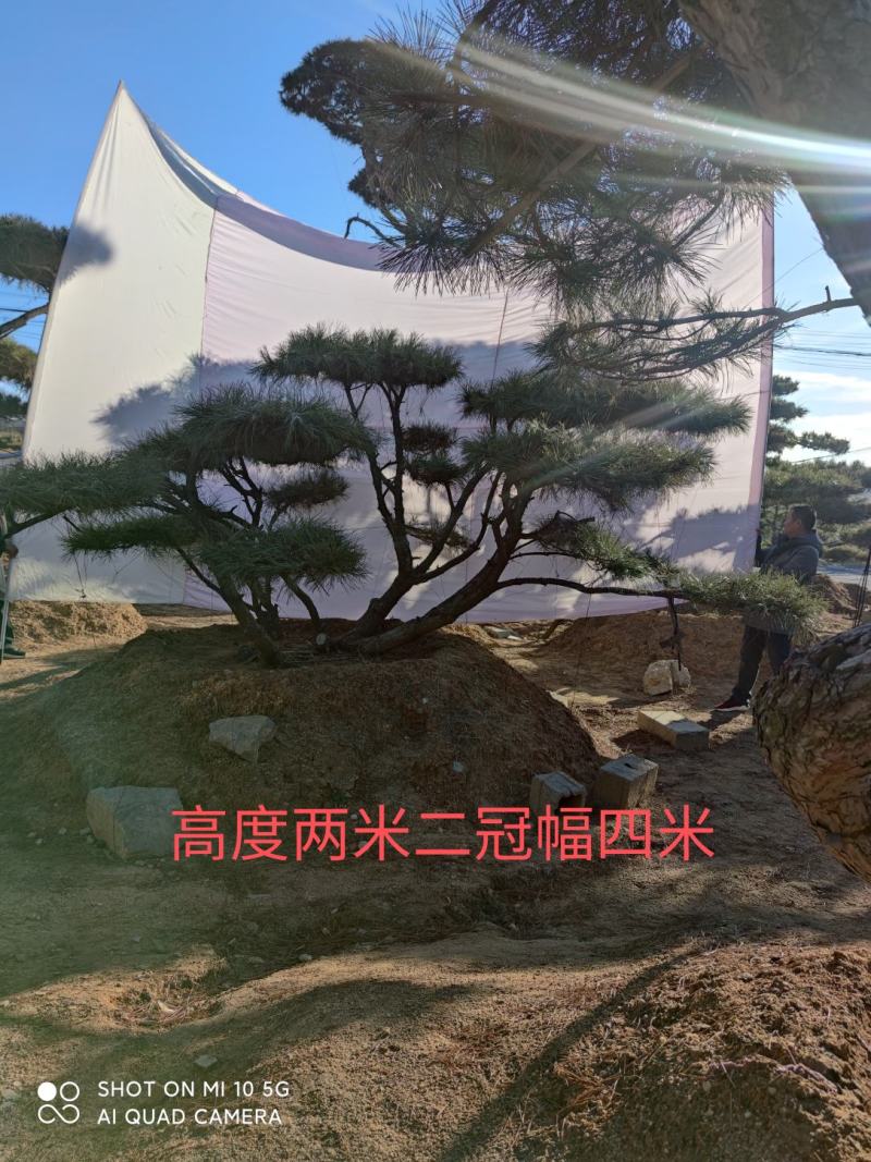 造型油松