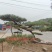 造型油松