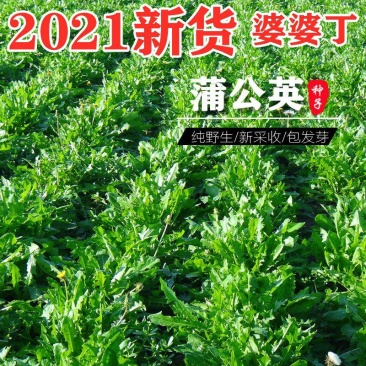 草花种子野生大叶新蒲公英籽野菜婆婆丁食用四季播种多年生