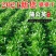 草花种子野生大叶新蒲公英籽野菜婆婆丁食用四季播种多年生