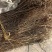 白马骨六月雪路边金满天星路边鸡六月冷曲节草路边荆