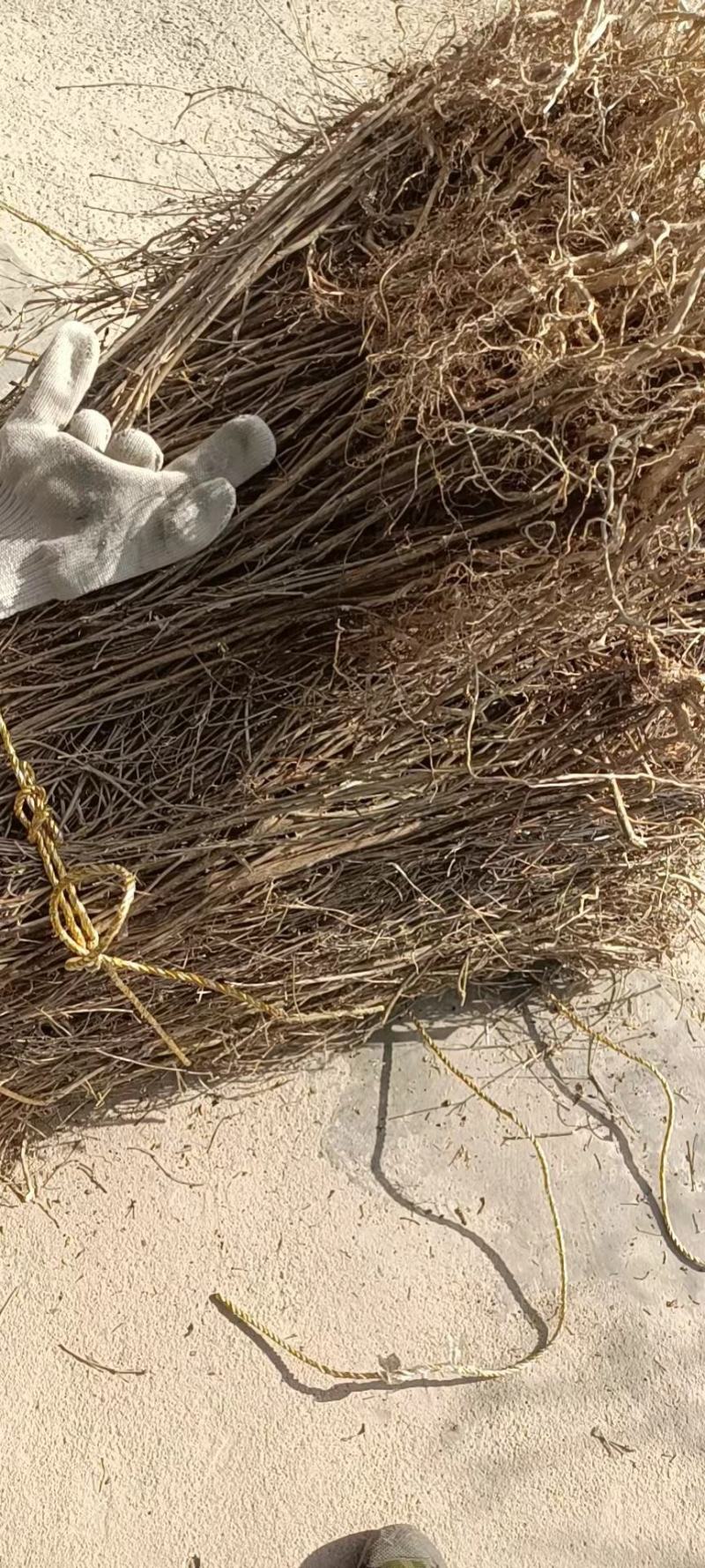白马骨六月雪路边金满天星路边鸡六月冷曲节草路边荆