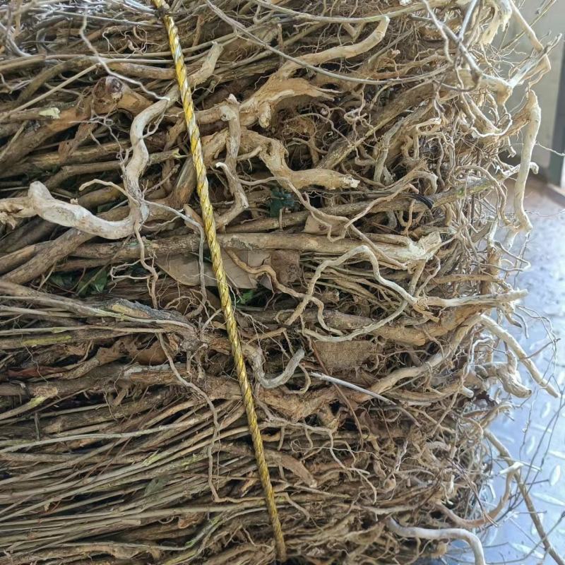 白马骨六月雪路边金满天星路边鸡六月冷曲节草路边荆