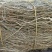 白马骨六月雪路边金满天星路边鸡六月冷曲节草路边荆