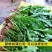 草花种子野生大叶新蒲公英籽野菜婆婆丁食用四季播种多年生