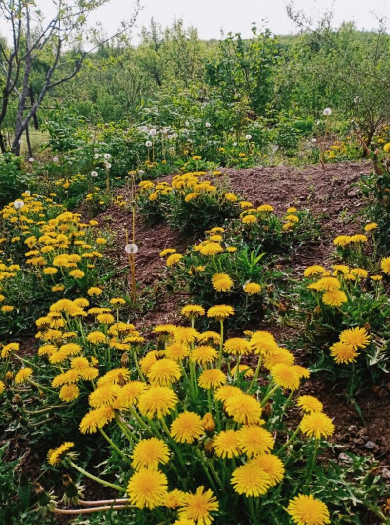 草花种子野生大叶新蒲公英籽野菜婆婆丁食用四季播种多年生
