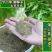 草花种子野生大叶新蒲公英籽野菜婆婆丁食用四季播种多年生