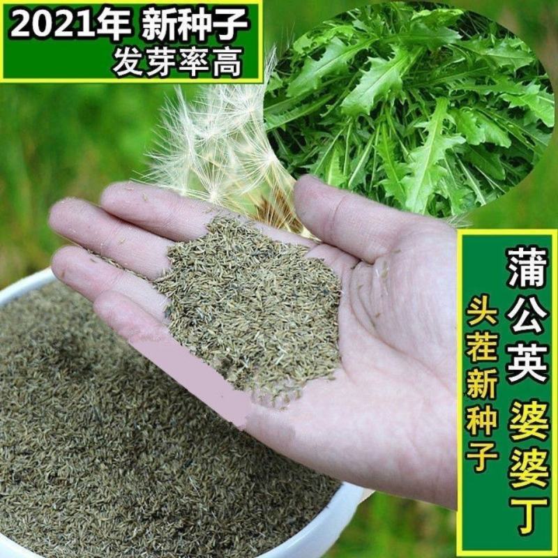 草花种子野生大叶新蒲公英籽野菜婆婆丁食用四季播种多年生