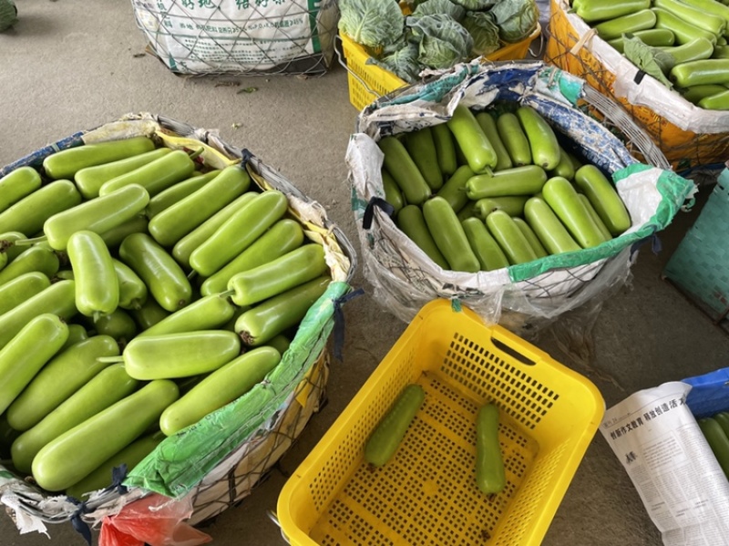 瓜类蔬菜