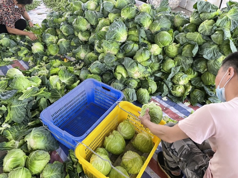 瓜类蔬菜